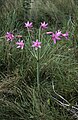 Brunsvigia grandiflora