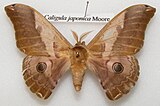 Pinned specimen of male moth having feathery antennae