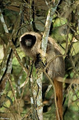 Атлантический прыгун (Callicebus personatus)