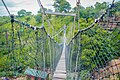 Canopy walkway