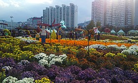 마산가고파국화축제