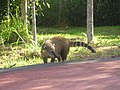 Le Coati