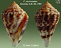 Conasprella eucoronata (Sowerby, G.B. III, 1903)