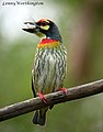 Barbu à plastron rouge