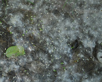 Seeds and seed hairs from an Eastern Cottonwood