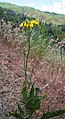 Crepis barbigara