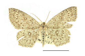 Pilgördelmätare, Cyclophora pendularia