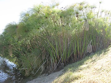 Cyperus scapes