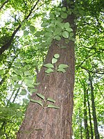 Decumaria barbara climbing a tree.