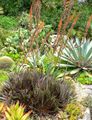 Dyckia platyphylla