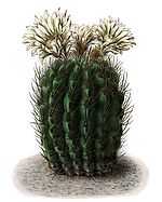 Echinocactus ebenacanthus