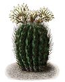 Echinocactus ebenacanthus