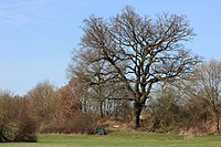 Das Eichbäumchen in Brachttal Ortsteil Schlierbach