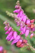 Dorset heath