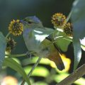 Euphonia pectoralis (ženka)