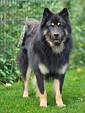 Eurasier with "black and tan" coat