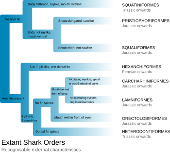 Diagram showing shark "family tree"