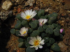 Frithia humilis