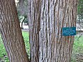 Trunk of M. bractata growing in California.