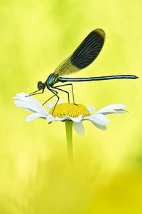 47. Platz: Sven Damerow mit Gebänderte Prachtlibelle (Calopteryx splendens) im NSG Gülper See