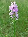 Heath spotted orchid in a wood near Müden (Örtze)