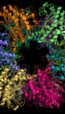 Glutamine Synthetase – 12 subunits.[1]​