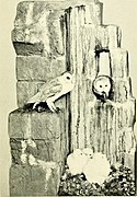 The Barn Owl Group. Case 180.