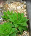 Haworthia cymbiformis var. setulifera