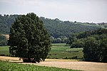 Stieleiche (Quercus robur)