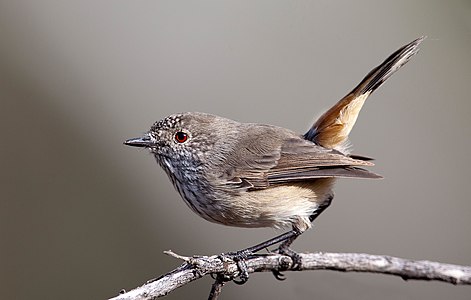 Inland thornbill, by Peter Jacobs (edited by Laitche)