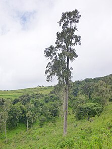 en Tanzanie, frontière nord-est