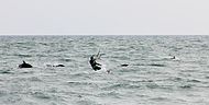 Delfines comúnes del mar Negro junto a un kite-surfer cerca de Sochi