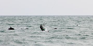 Black Sea common dolphins with a kite-surfer off Sochi