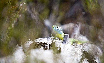 Lézard Vert (Lacerta bilineata).