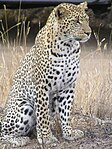 Leopard (Panthera pardus)