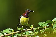 sunbird with yellow underparts, reddish-brown upperparts, and glossy blue-green crown