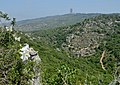 Lilium candidum on Mount Carmel