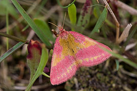 Lythria cruentaria