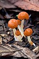 Marasmius elegans