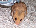 Goldhamster