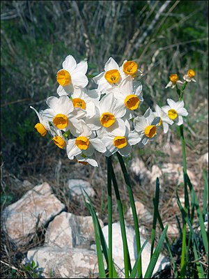 נרקיסים מצויים. הפרחים בעלי 6 עלי כותרת לבנים, ועטרה צהובה-כתומה (הכתר).
