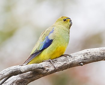 Blue-winged Parrot