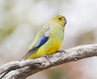 Blue-winged parrot, by JJ Harrison