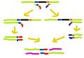 This image shows how OE-PCR might be utlised to delete a sequence from a DNA strand. Program: MS Paint 5.1