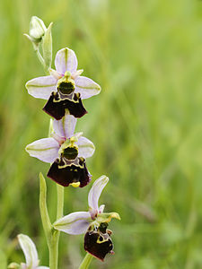 Ophrys ficiflora.