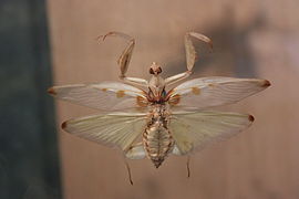 Mounted female