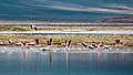 Bandada de parinas chicas en vuelo en el salar de Surire, Chile.