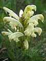 Pedicularis tuberosa