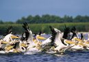 Danube Delta in Romania