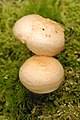 Pholiota lenta